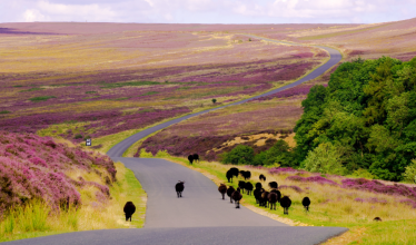North Moors National Park road with black sheep